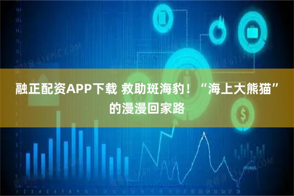 融正配资APP下载 救助斑海豹！“海上大熊猫”的漫漫回家路